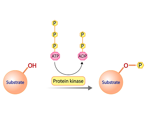 Protein Kinases