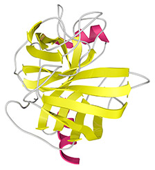 Site-specific  Labeled Recombinant Proteins