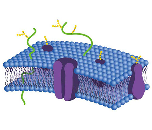 Membrane Protein