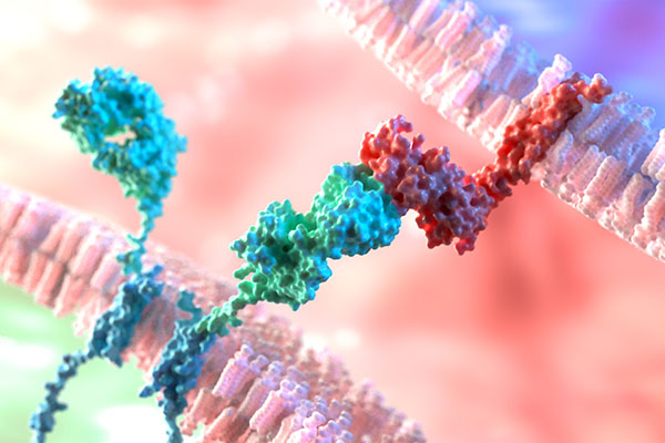 Specially Designed Labeled Protein for Car-T Therapy