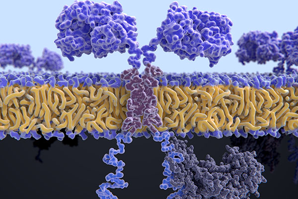 Targets of CAR-T Cell Therapy