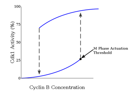 Mitotic Cyclin Concentration shows hysteresis and bistability relative to Cdk1 Activation.