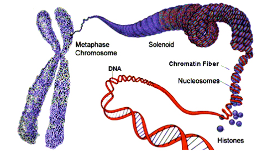 Chromosome Structure Proteins Research Tools Creative Biomart Creative Biomart