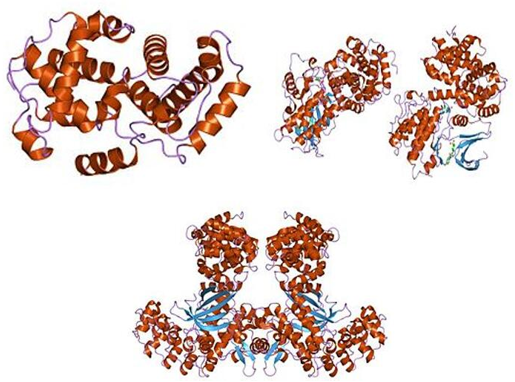 Cyclin, N-terminaal domein, Cyclin, C-terminaal domein en K-cyclin, C-terminaal.