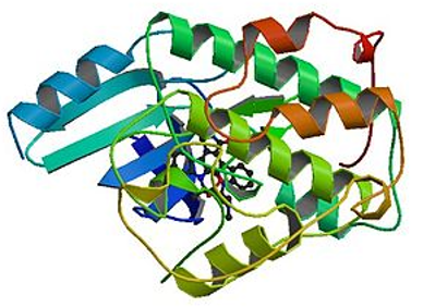 Struktur des CDK-Proteins.