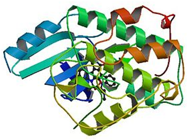 Estrutura da proteína CDK.