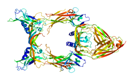 Structure of protein VEGFC