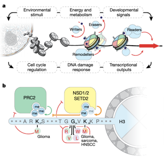 Histones as signal integrators and cancer driver genes. a) Chromatin integrates environmental and developmental signals to control essential cell processes, including those dysregulated in cancer. b) Mechanisms and cancer type associations for known H3 oncohistone mutations. HNSCC, head and neck squamous cell carcinoma.