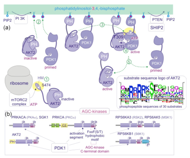 Virus Oncogene (Activation mechanism of AKT).