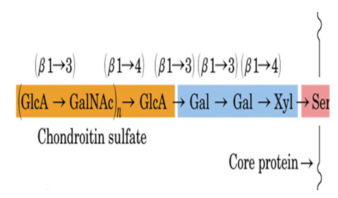 Schematic diagram of proteoglycan.