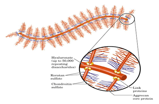 Aggregates of proteoglycan.