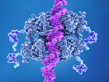 p53 bound to DNA p53 prevents cancer formation and acts as a guardian of the genome. Mutations in the p53 gene contribute to about half of the cases of human cancer.