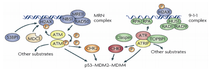 DNA damage response signaling pathways target p53 and its key regulators