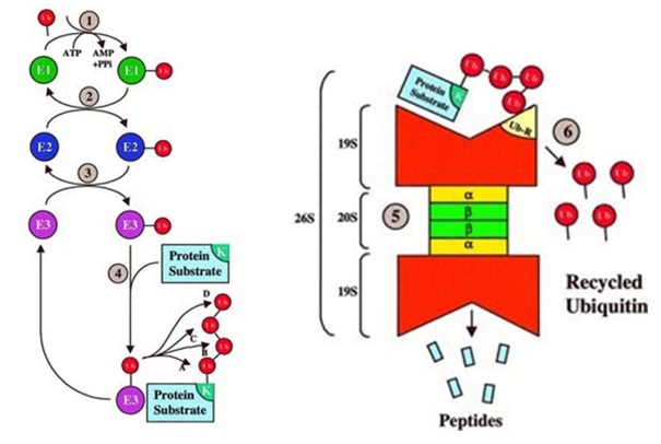 The steps of Ubiquitin-Proteasome Pathway. 