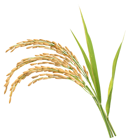 Rice endosperm as a specific platform for recombinant protein expression