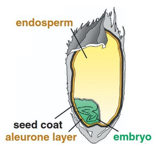 Structure of a mature rice seed