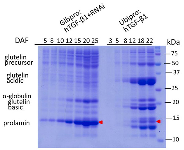 Enhanced recombinant protein yield and extraction via high endosperm-specific expression and seed storage protein suppression