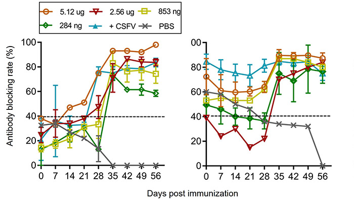 Optimization and comparison of minimum dose for rE2 immunization in rice-based expression system