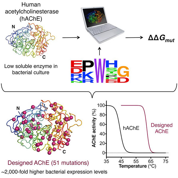 Automated structure- and sequence-guided protein design for enhanced bacterial expression and stability