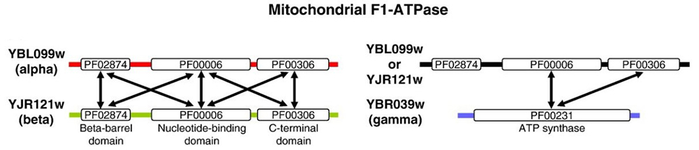 Structural interaction map of alpha, beta, and gamma subunits of ATPase complex