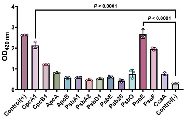 Fig3. The output from the two-hybrid system was detected as β-galactosidase activity. (Fan, et al., 2025)