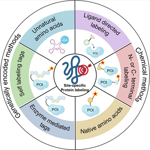 Chemical and genetically encoded methods for site-specific labeling