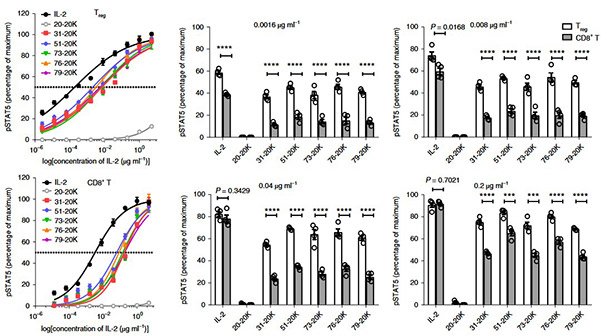 Receptor-biased IL-2 PEGylates profiling for selective Treg vs CD8+ T cell activation in vitro