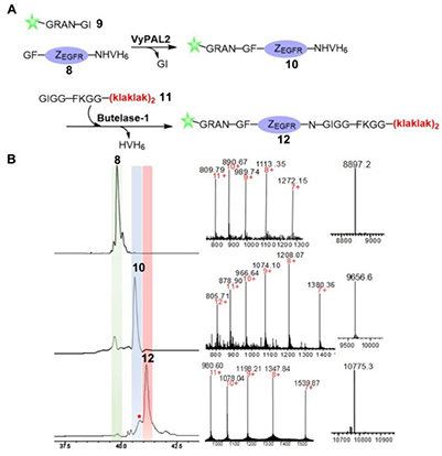 Protein theranostic engineering using bio-orthogonal asparaginyl peptide ligases