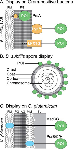 Surface display systems in Gram-positive bacteria including Bacillus subtilis spores and Corynebacterium glutamicum