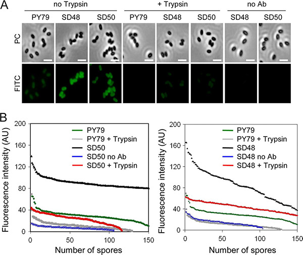 Immunofluorescence imaging of CotG-Phy and OxdD-Phy fusion proteins on purified bacterial spores