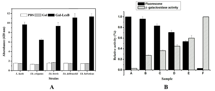 Functional beta-galactosidase display and dual-protein presentation on lactic acid bacteria cells