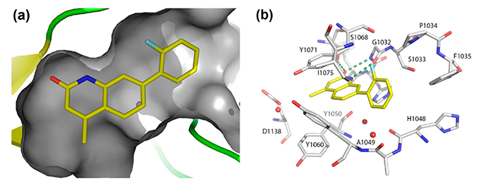 Fragment-based ligand design of novel potent inhibitors of tankyrases