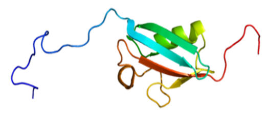 Structure of the SUMO1 protein.