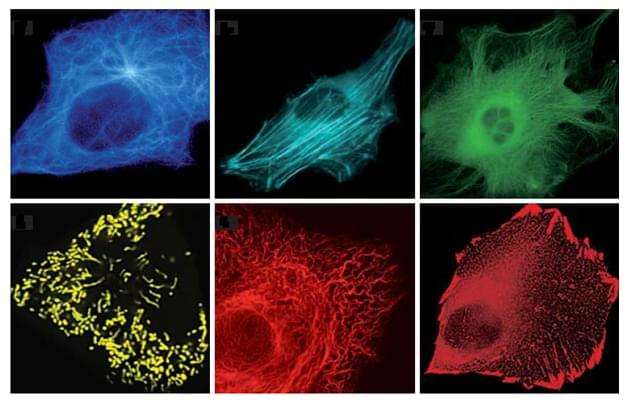 Fluorescent Tagged Protein in Vivo