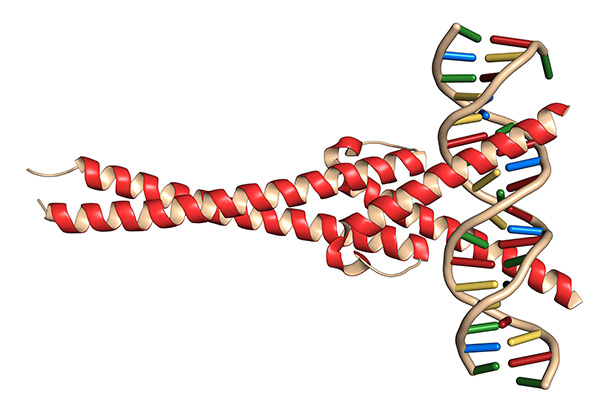 c-Myc and Max transcription factors bound to DNA.