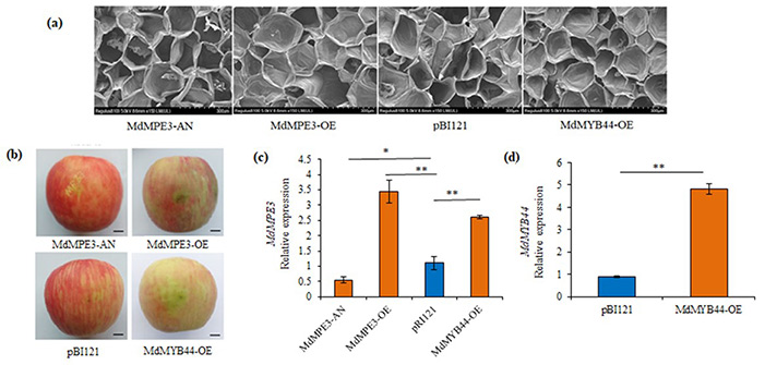 MdMYB44 and MdMPE3 positively regulate the brittleness of apple fruits.