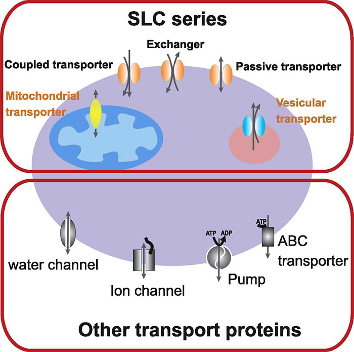 Different types of transporters: SLC series and other transport proteins, such as water channels, ion channels, pumps, and ABC transporters.