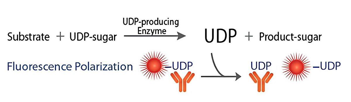 UDP-glycosyltransferase (UGT) catalyzed reaction and the principle of the universal UDP-glycosyltransferase assay.