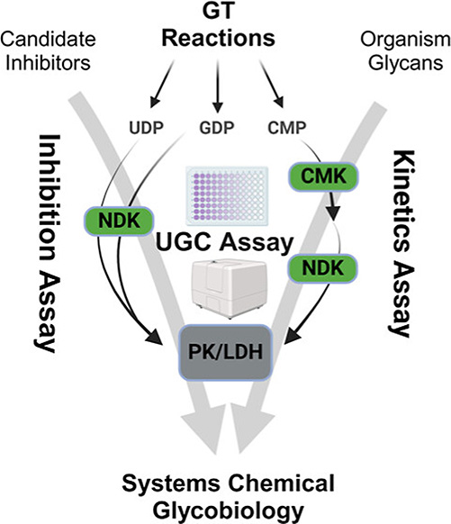 A universal continuous assay for accurate glycosyltransferase kinetics and inhibition analysis.