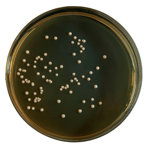 Yeast display platform for protein engineering and antibody discovery at Creative BioMart