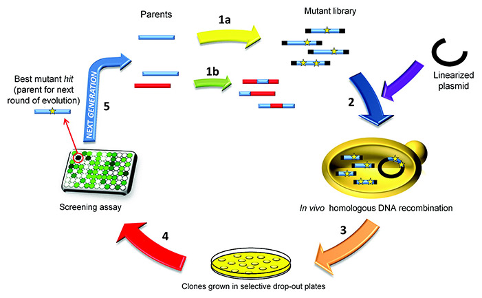 Diagram illustrating the workflow of yeast display technology