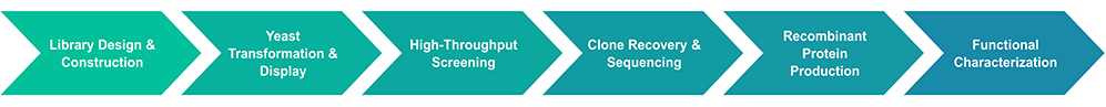 Step-by-step workflow of Creative BioMart&rsquo;s yeast display service for protein engineering