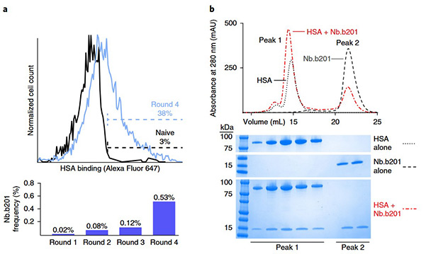 Yeast surface display for camelid single-domain antibody library construction and validation