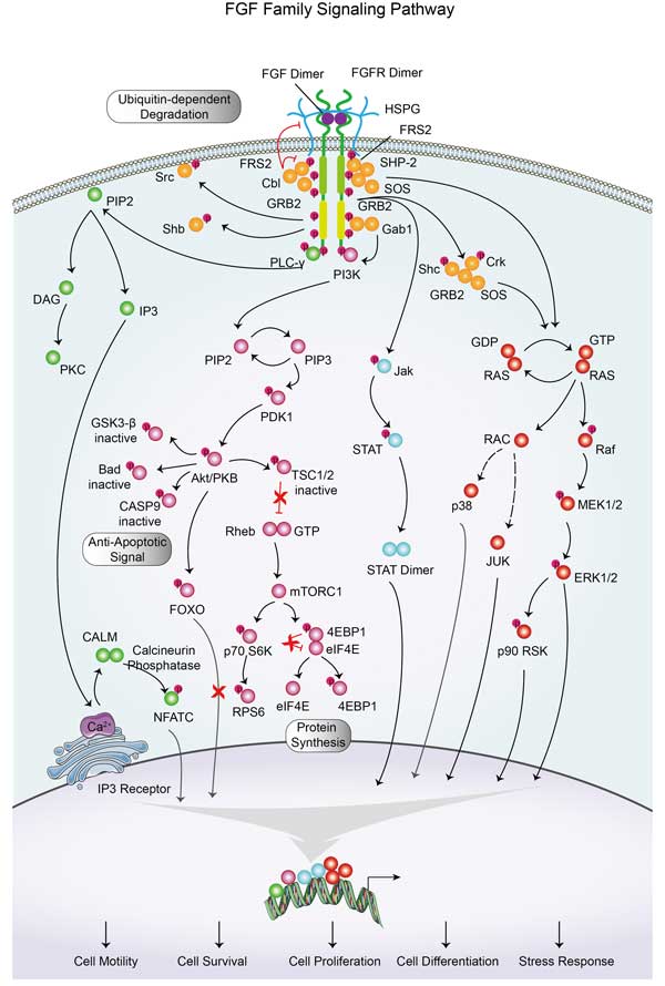 FGF Family Signaling Pathway