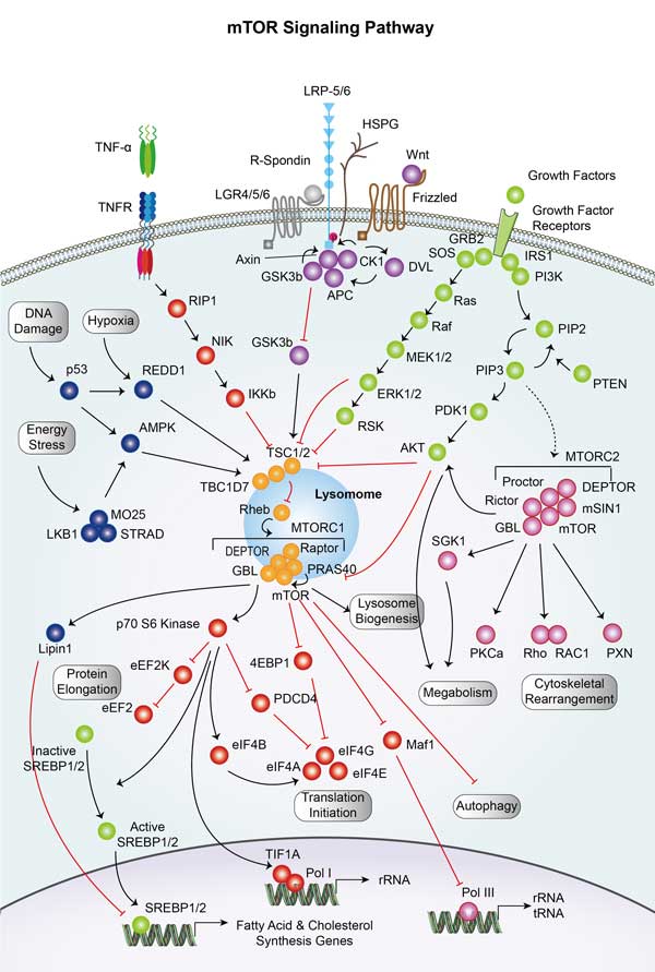 mTOR Signaling Pathway