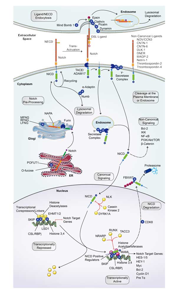 Notch Signal Pathway