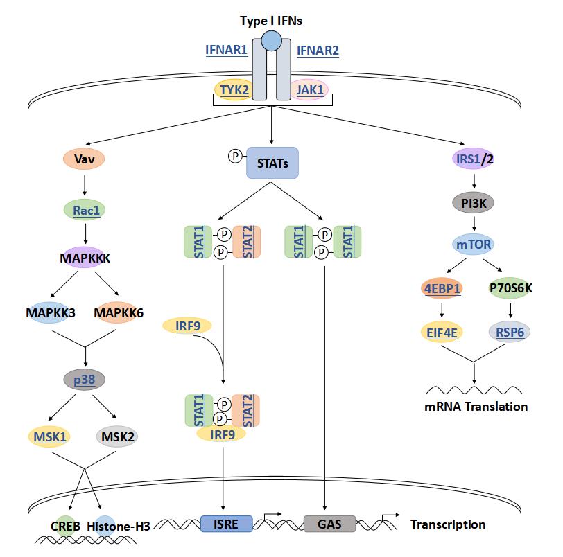 Type I Interferon Signal Pathway