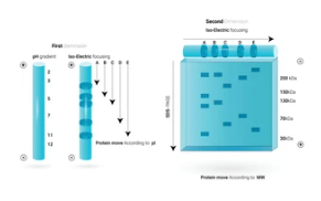 Guide of Analysis of Differentially Expressed Proteins by Two-dimensional Electrophoresis