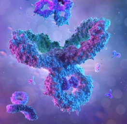 Protocol of the Phosphorylated Antibody Detection Method