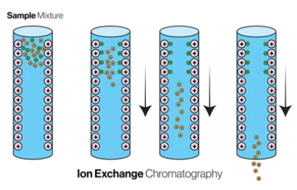 Guide for Enrichment of Phosphorylated Peptides by Strong Cation Exchange Chromatography